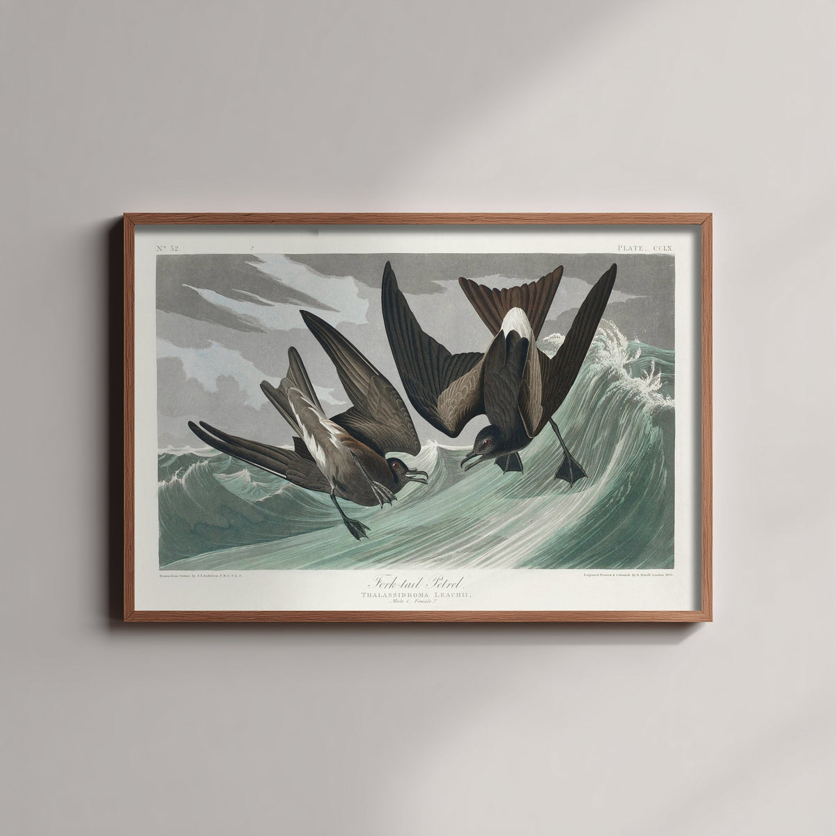 Leach's Storm-Petrel Art Print - John James Audubon Poster - Birds of America Vintage Illustration