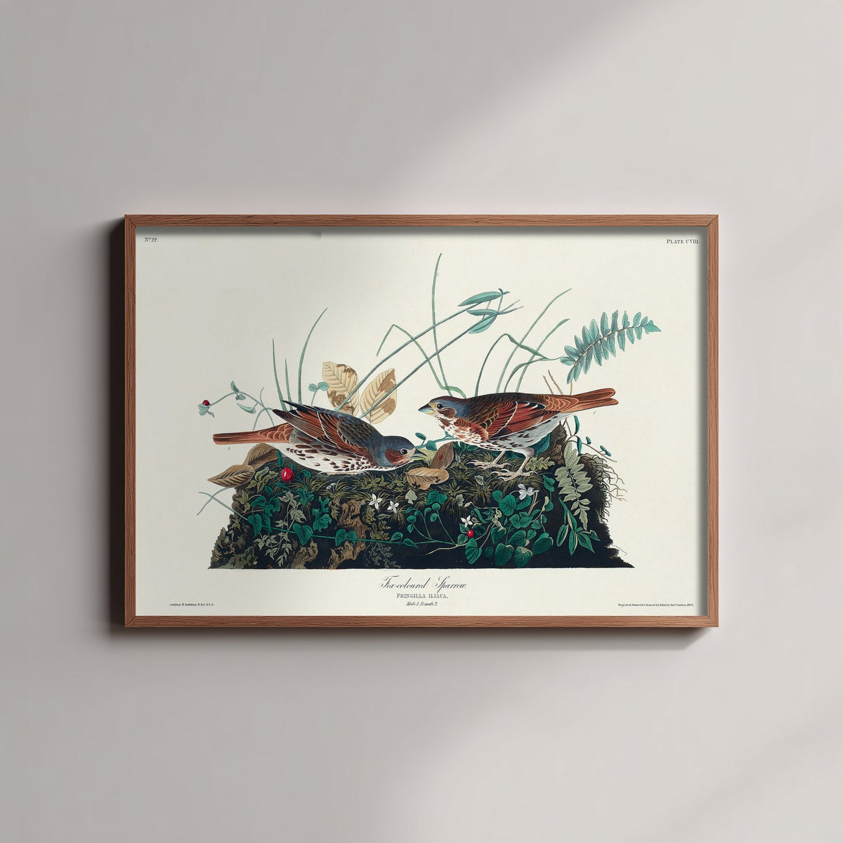 Fox Sparrow Art Print - John James Audubon Poster - Birds of America Vintage Illustration