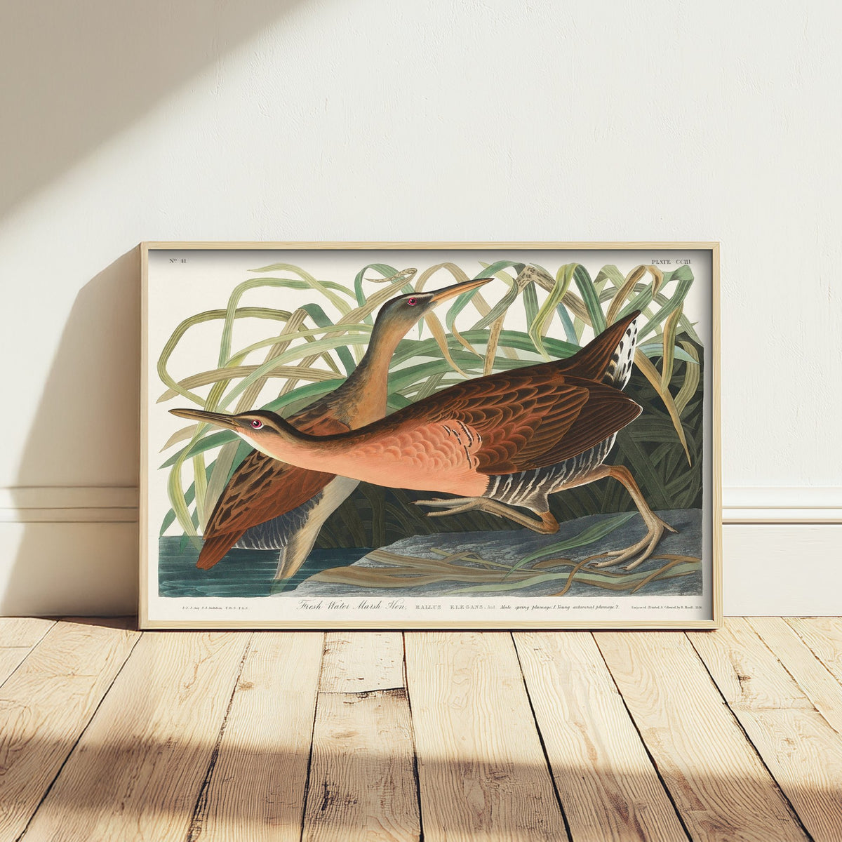 King Rail Art Print - John James Audubon Poster - Birds of America Vintage Illustration