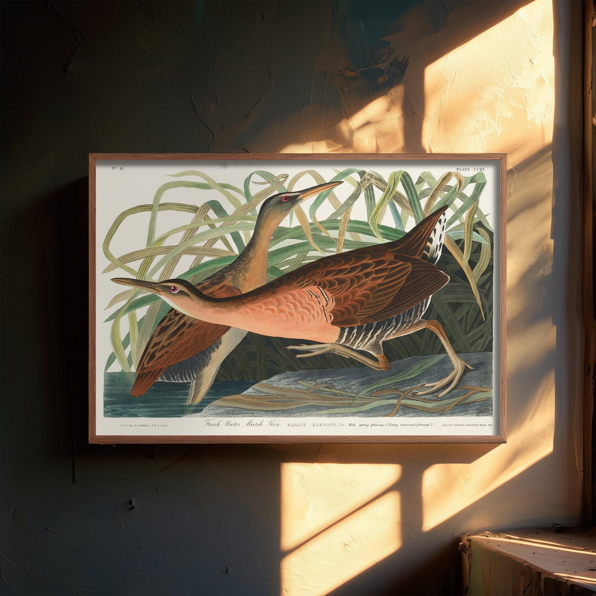 King Rail Art Print - John James Audubon Poster - Birds of America Vintage Illustration