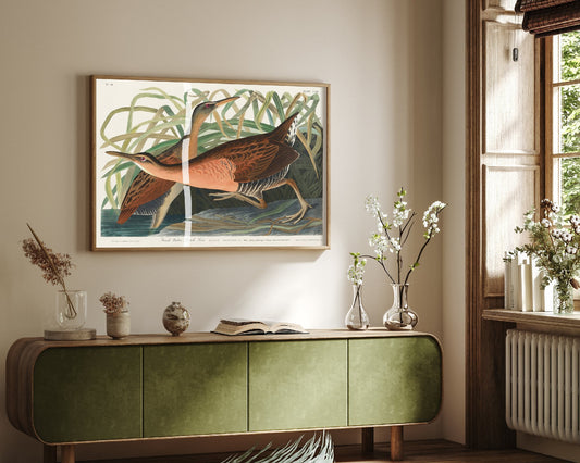 King Rail Art Print - John James Audubon Poster - Birds of America Vintage Illustration