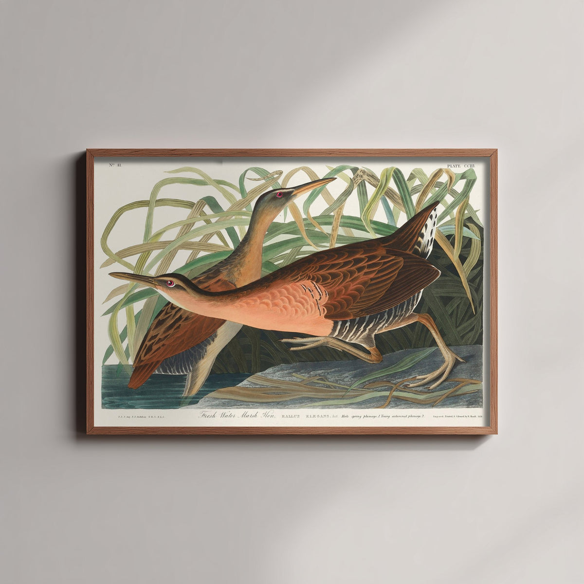 King Rail Art Print - John James Audubon Poster - Birds of America Vintage Illustration