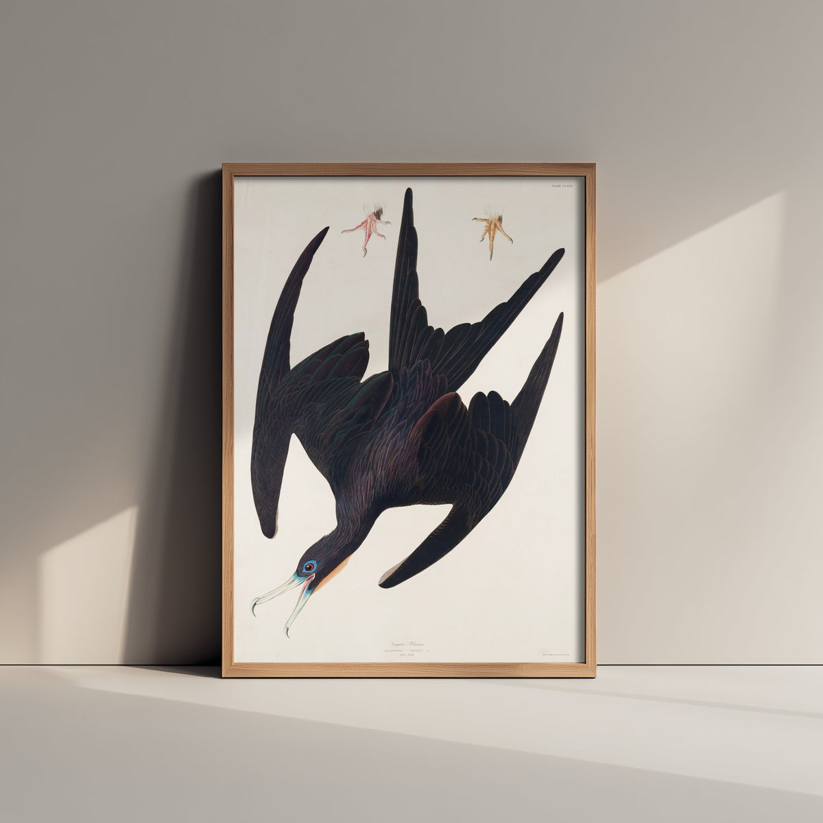 Magnificent Frigatebird Art Print - John James Audubon Poster - Birds of America Vintage Illustration