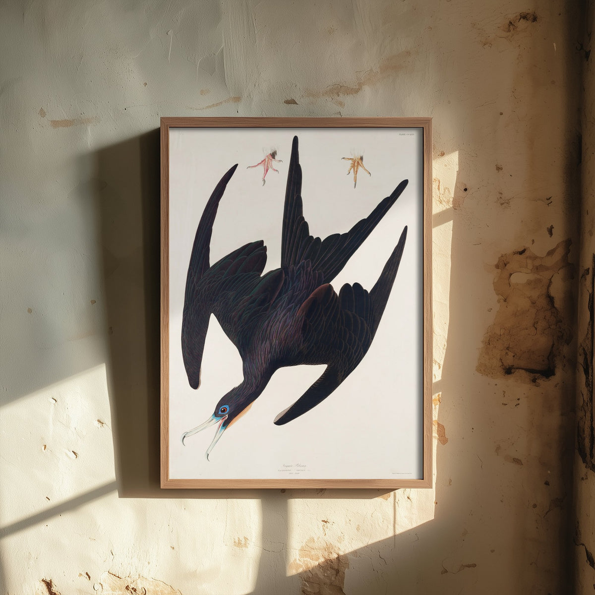 Magnificent Frigatebird Art Print - John James Audubon Poster - Birds of America Vintage Illustration