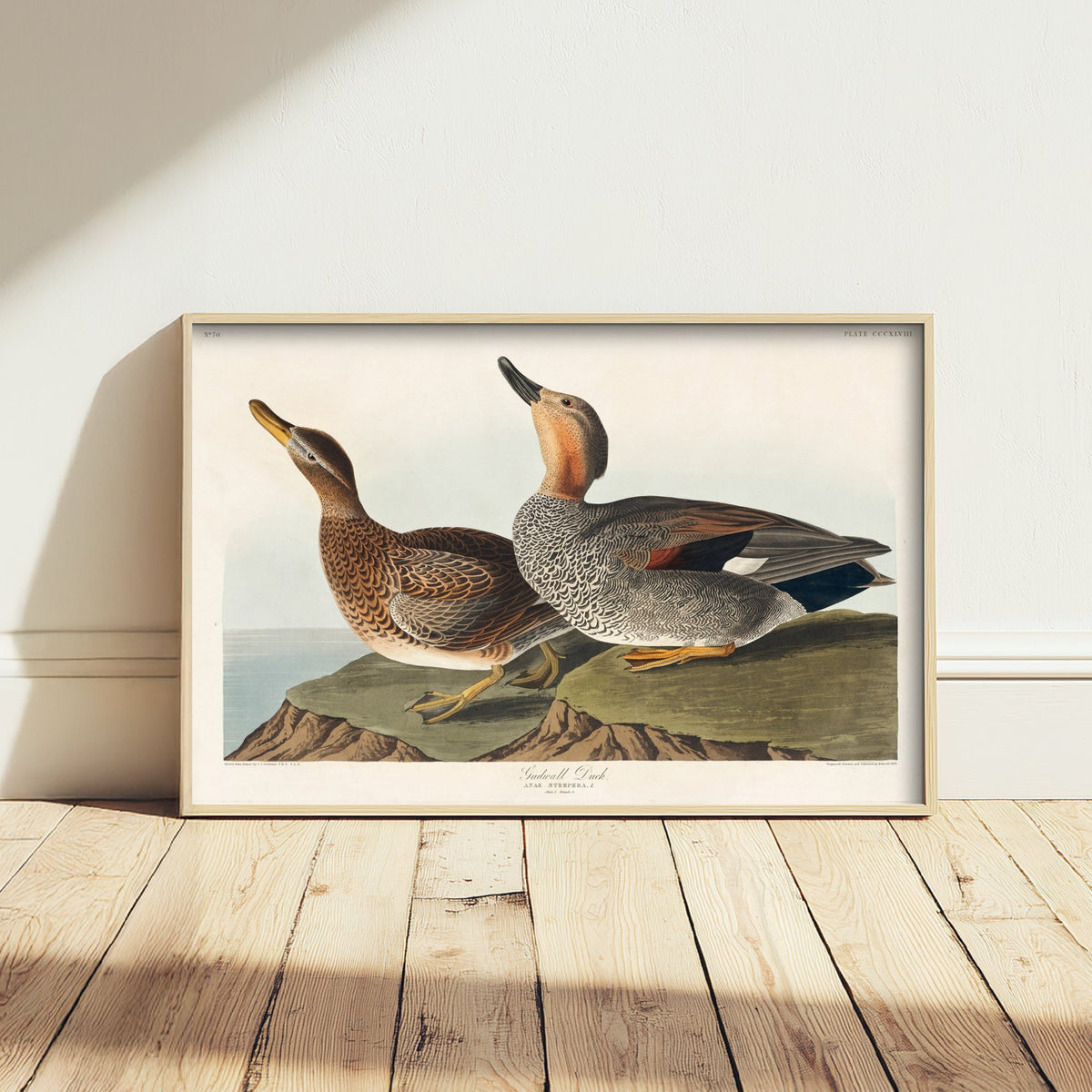 Gadwall Duck Pair Art Print - John James Audubon Poster - Birds of America Illustration