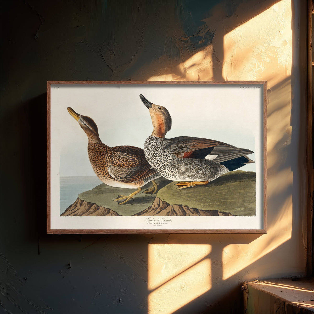 Gadwall Duck Pair Art Print - John James Audubon Poster - Birds of America Illustration