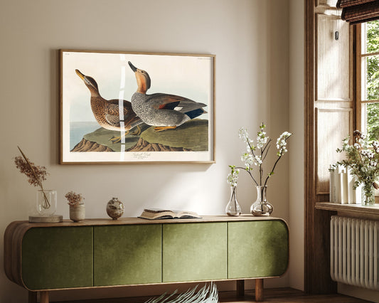 Gadwall Duck Pair Art Print - John James Audubon Poster - Birds of America Illustration