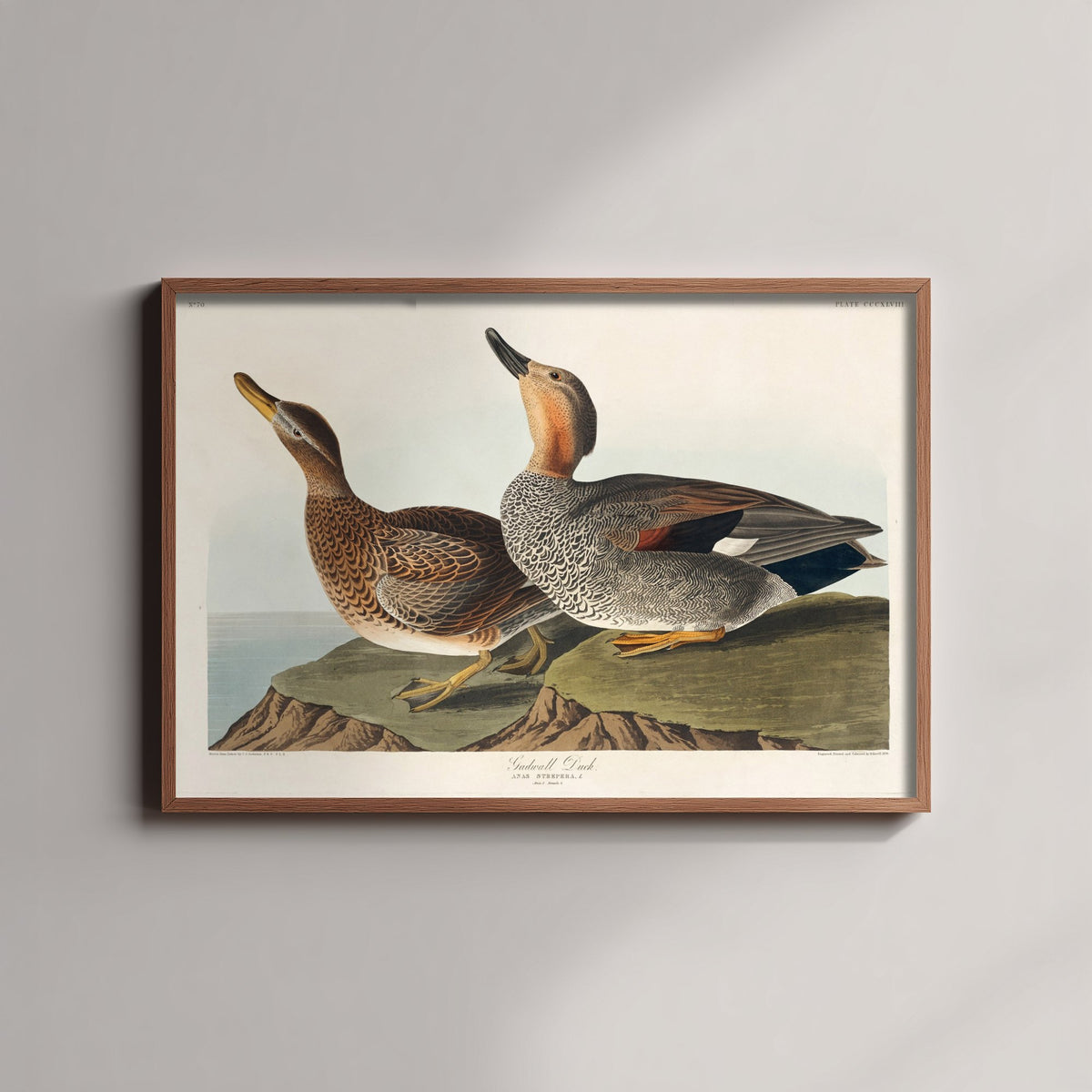 Gadwall Duck Pair Art Print - John James Audubon Poster - Birds of America Illustration