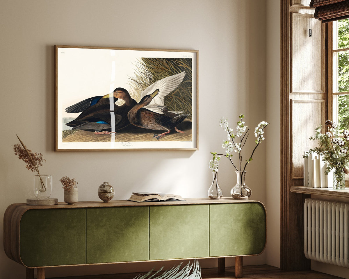 Gadwall Duck II Art Print - John James Audubon Poster - Birds of America Vintage Illustration