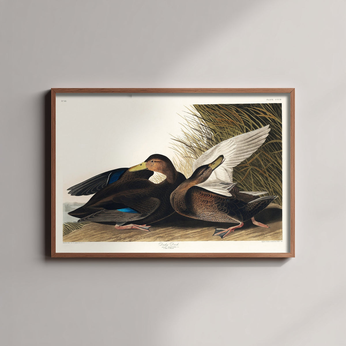 Gadwall Duck II Art Print - John James Audubon Poster - Birds of America Vintage Illustration