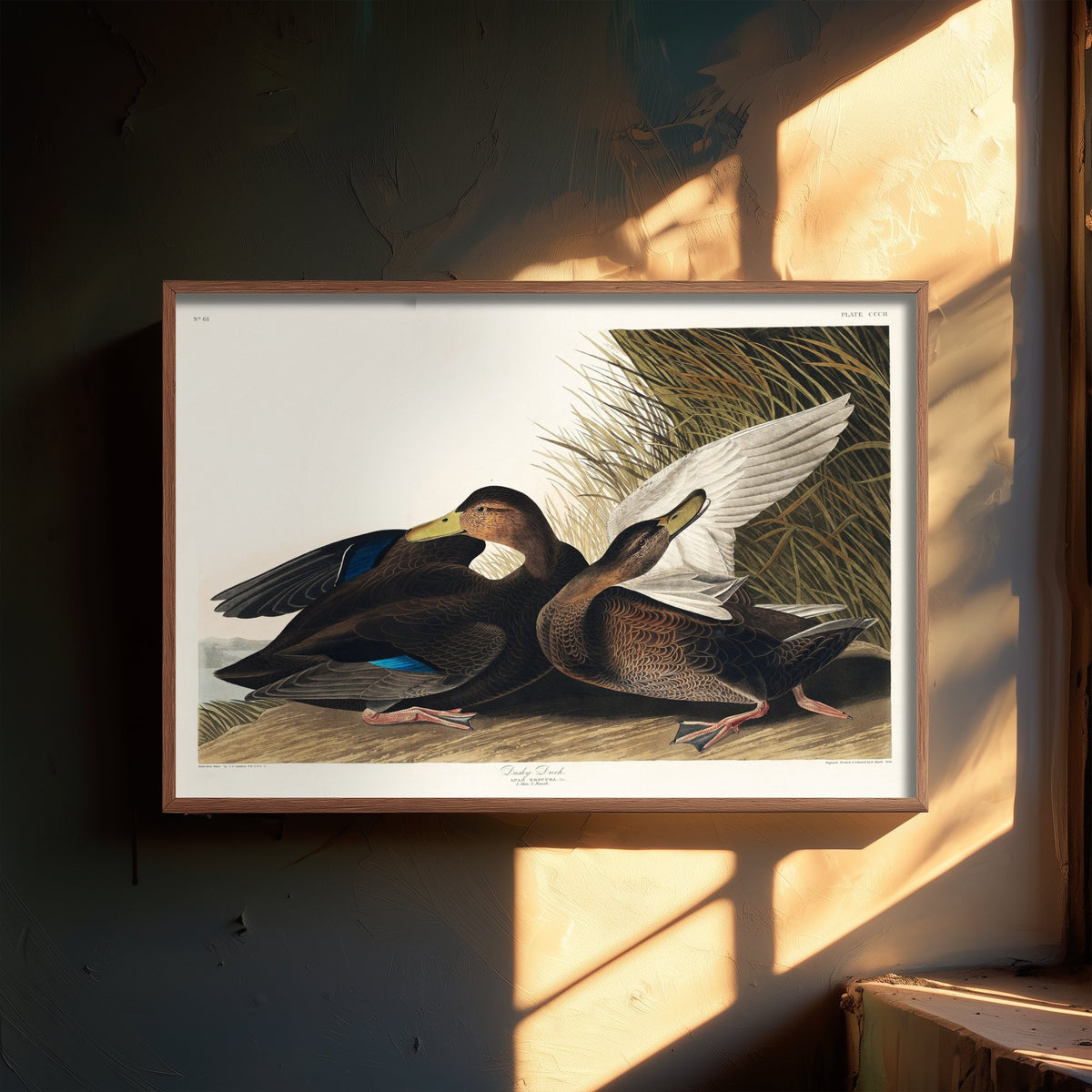 Gadwall Duck II Art Print - John James Audubon Poster - Birds of America Vintage Illustration