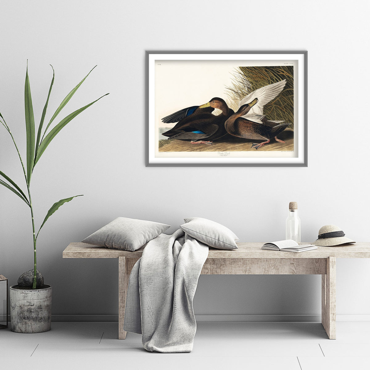 Gadwall Duck II Art Print - John James Audubon Poster - Birds of America Vintage Illustration