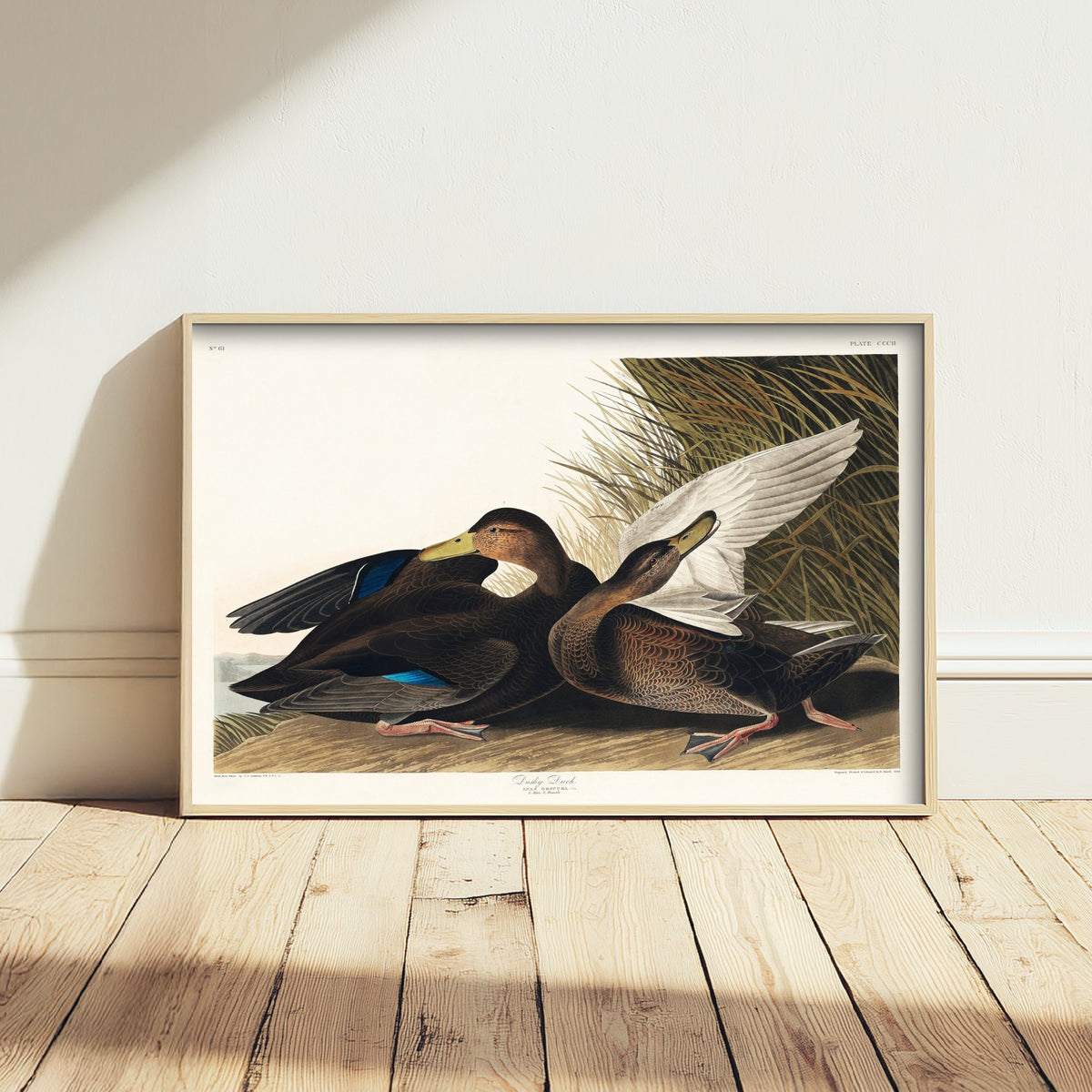 Gadwall Duck II Art Print - John James Audubon Poster - Birds of America Vintage Illustration