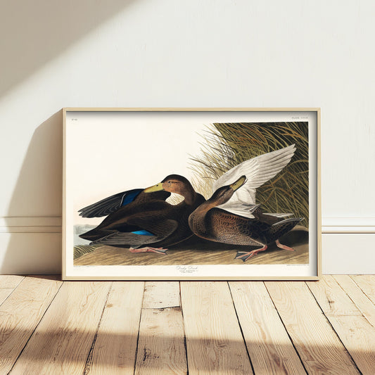 Gadwall Duck II Art Print - John James Audubon Poster - Birds of America Vintage Illustration