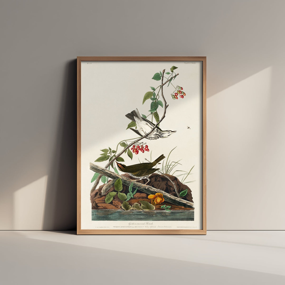 Ovenbird Art Print - John James Audubon Poster - Birds of America Vintage Illustration