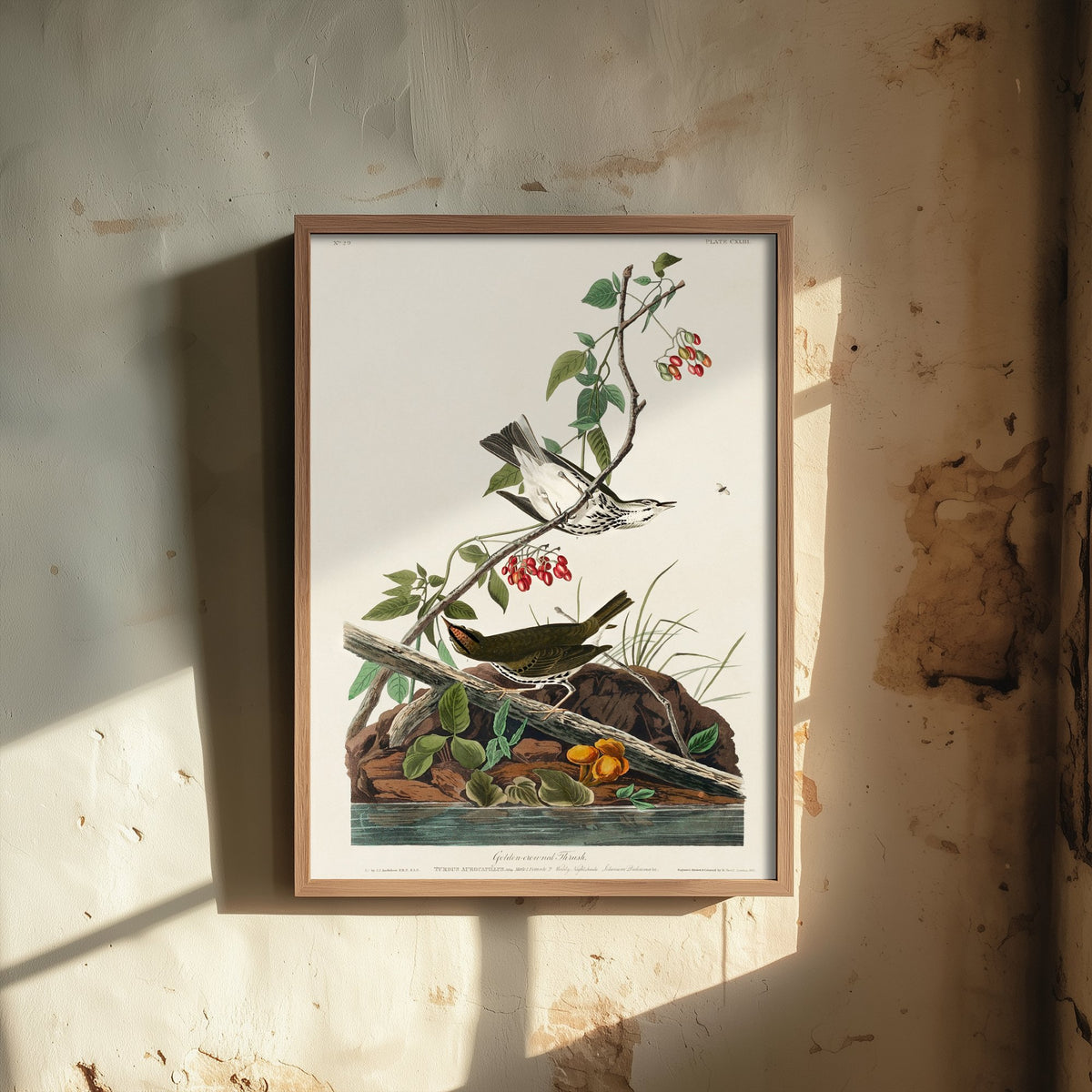 Ovenbird Art Print - John James Audubon Poster - Birds of America Vintage Illustration