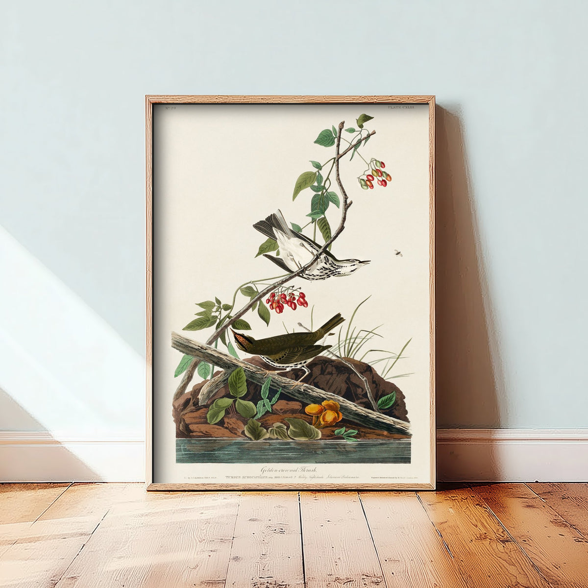 Ovenbird Art Print - John James Audubon Poster - Birds of America Vintage Illustration
