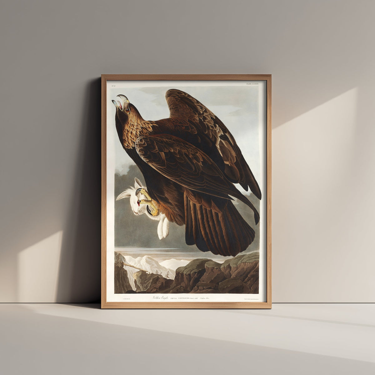 Golden Eagle Art Print - John James Audubon Poster - Birds of America Vintage Illustration