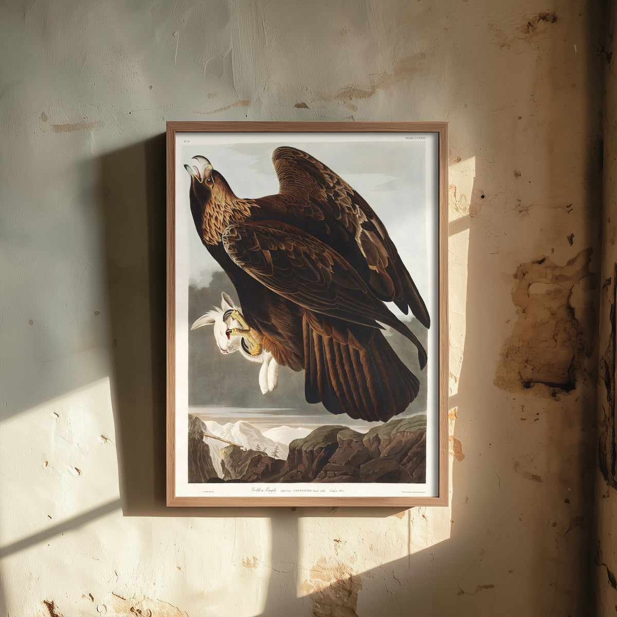 Golden Eagle Art Print - John James Audubon Poster - Birds of America Vintage Illustration
