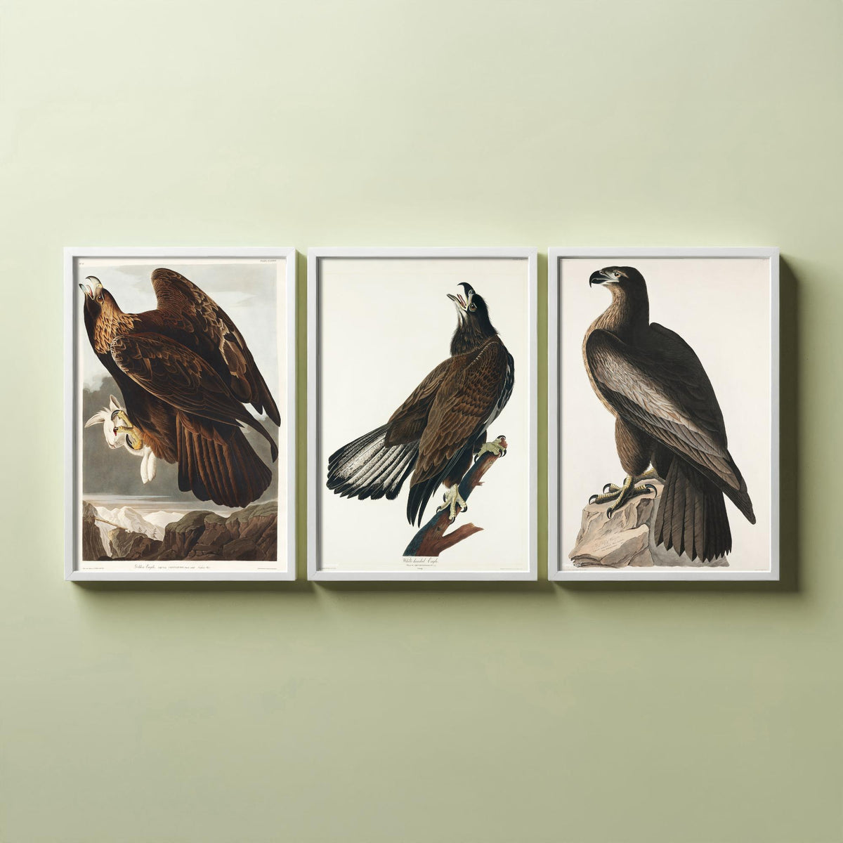 Set of Three John James Audubon Prints - Golden Eagle Bald Eagle and Bird of Washington - 3 Eagle Paintings Poster Art Illustration