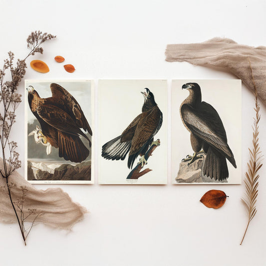 Set of Three John James Audubon Prints - Golden Eagle Bald Eagle and Bird of Washington - 3 Eagle Paintings Poster Art Illustration