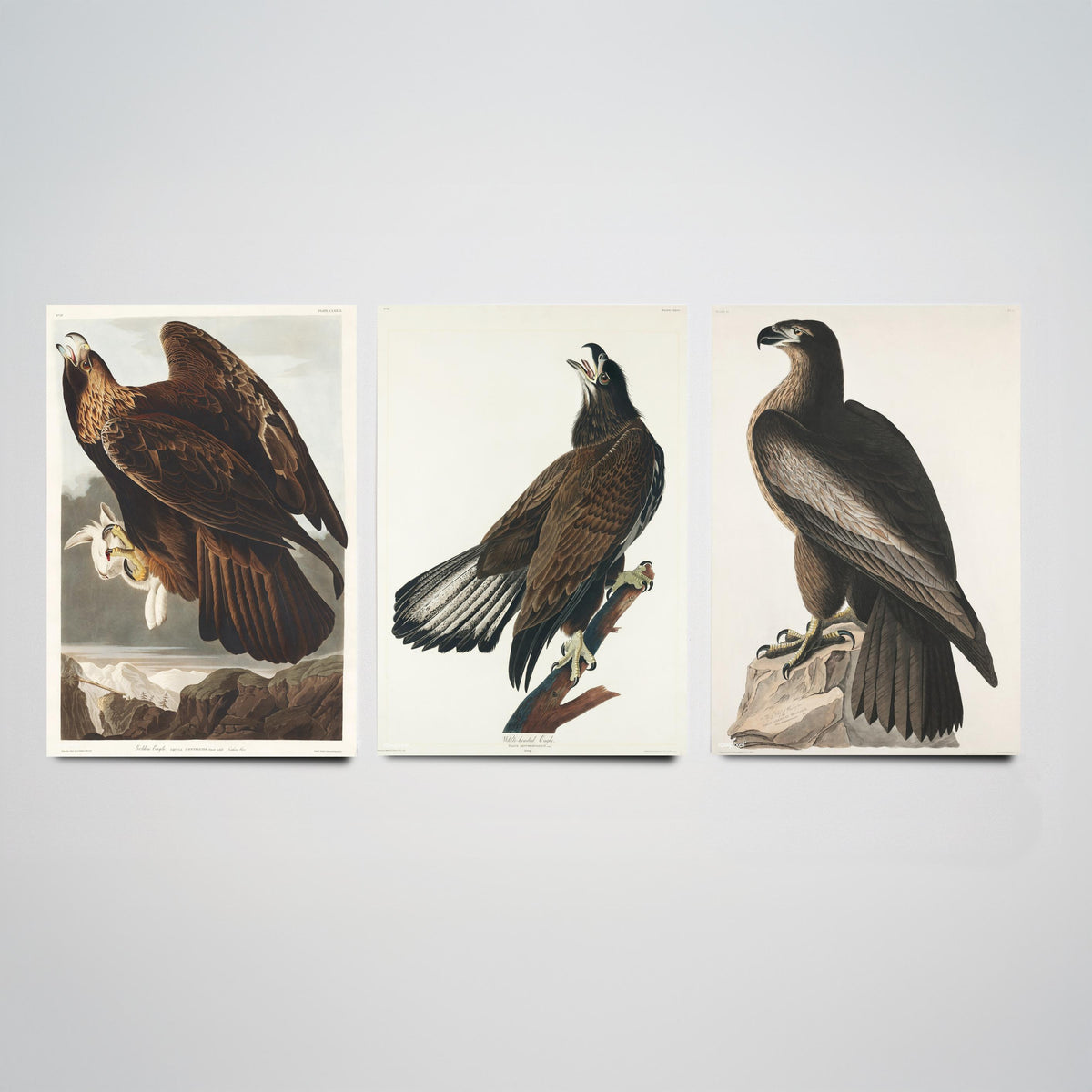 Set of Three John James Audubon Prints - Golden Eagle Bald Eagle and Bird of Washington - 3 Eagle Paintings Poster Art Illustration