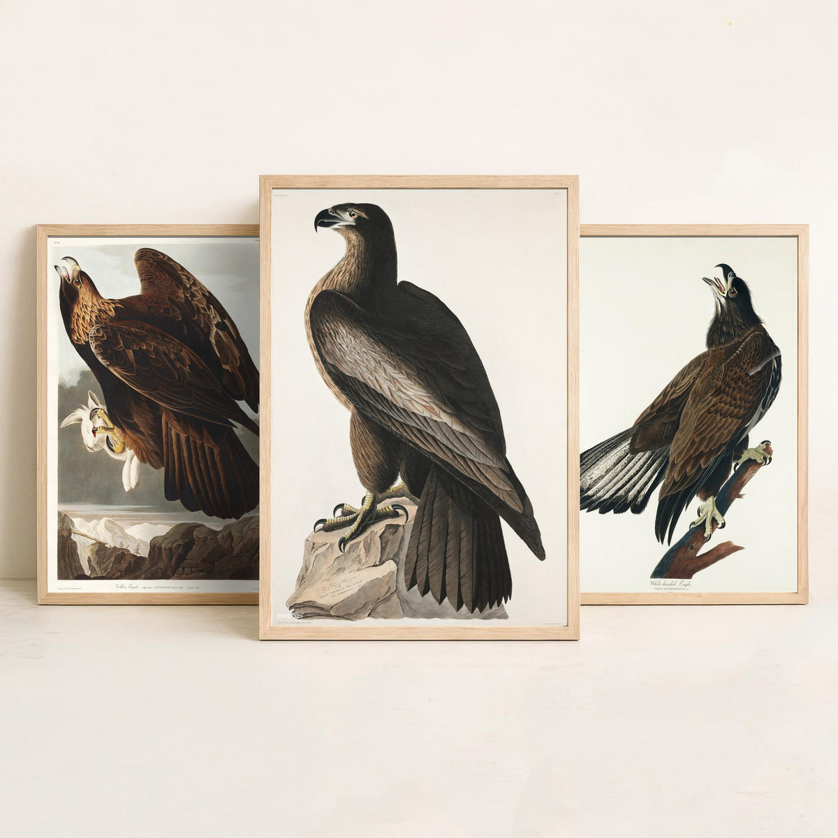 Set of Three John James Audubon Prints - Golden Eagle Bald Eagle and Bird of Washington - 3 Eagle Paintings Poster Art Illustration