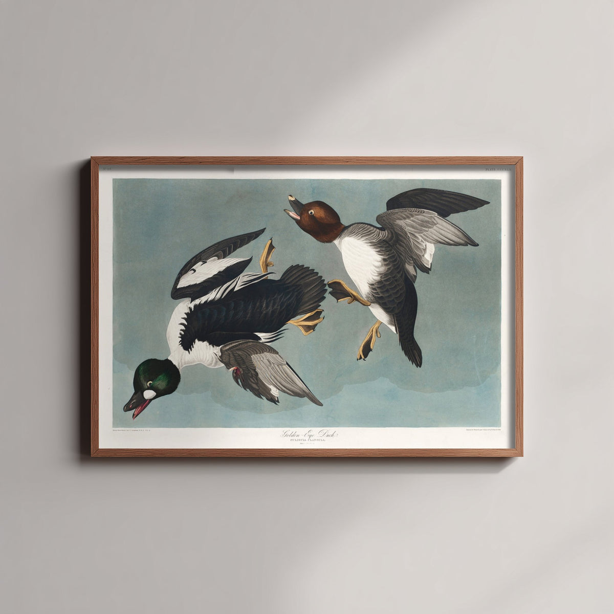 Common Goldeneye Duck Art Print - John James Audubon Poster - Birds of America Illustration