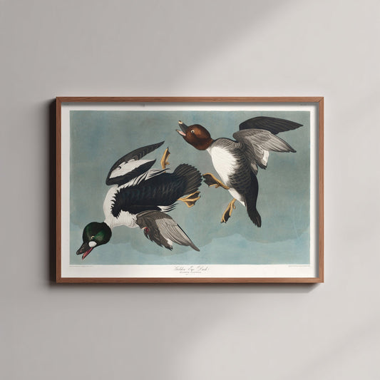 Common Goldeneye Duck Art Print - John James Audubon Poster - Birds of America Illustration