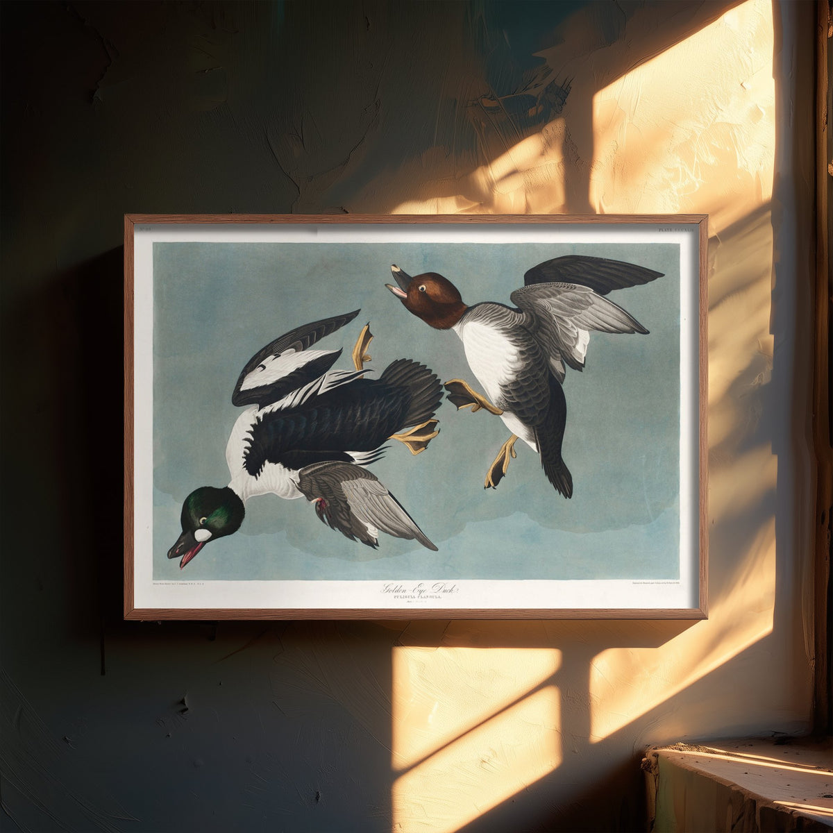 Common Goldeneye Duck Art Print - John James Audubon Poster - Birds of America Illustration