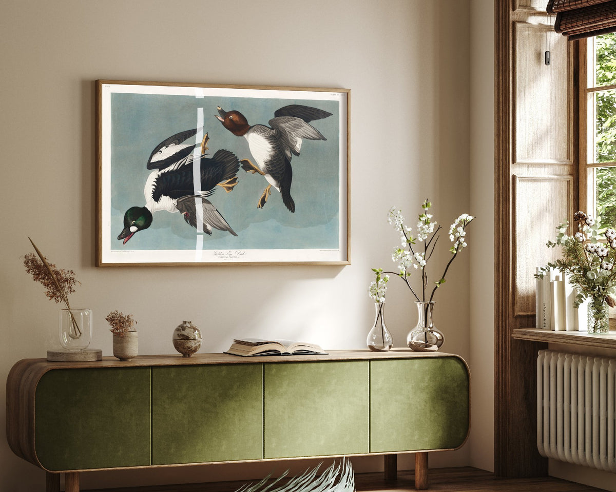 Common Goldeneye Duck Art Print - John James Audubon Poster - Birds of America Illustration