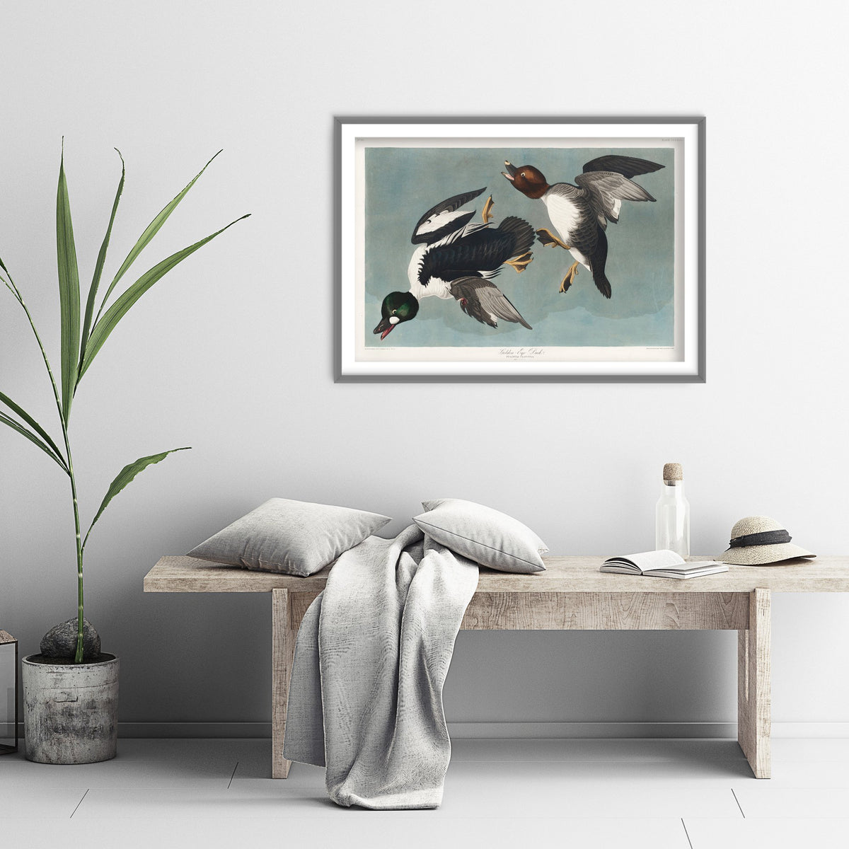 Common Goldeneye Duck Art Print - John James Audubon Poster - Birds of America Illustration
