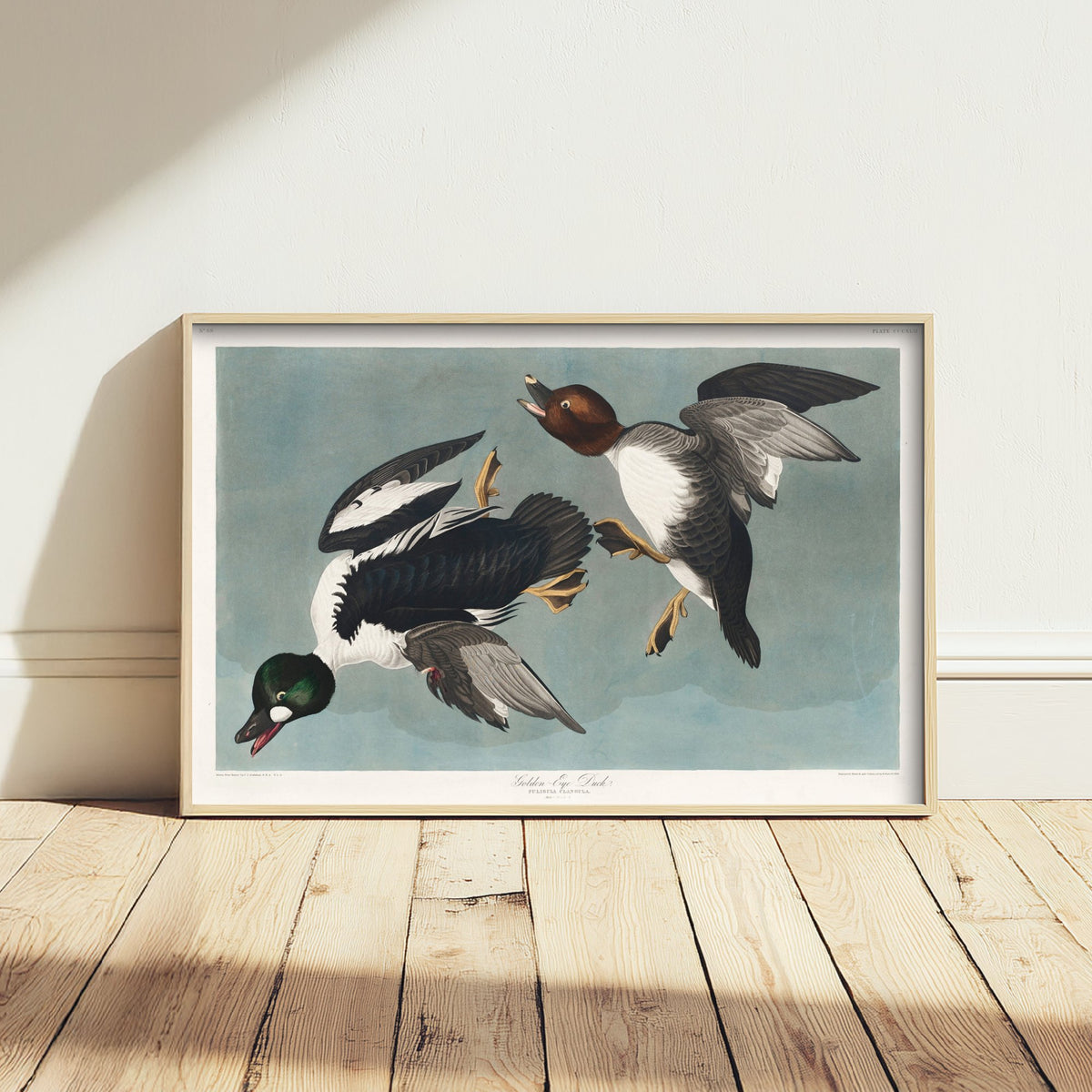 Common Goldeneye Duck Art Print - John James Audubon Poster - Birds of America Illustration
