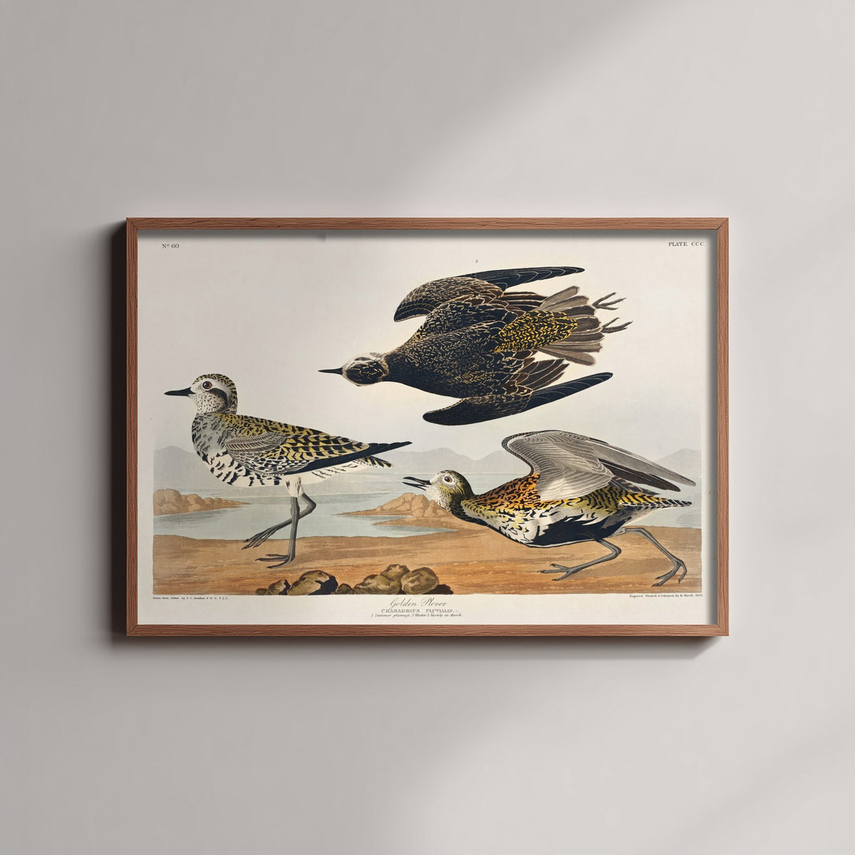 American Golden Plover Art Print - John James Audubon Poster - Birds of America Vintage Illustration