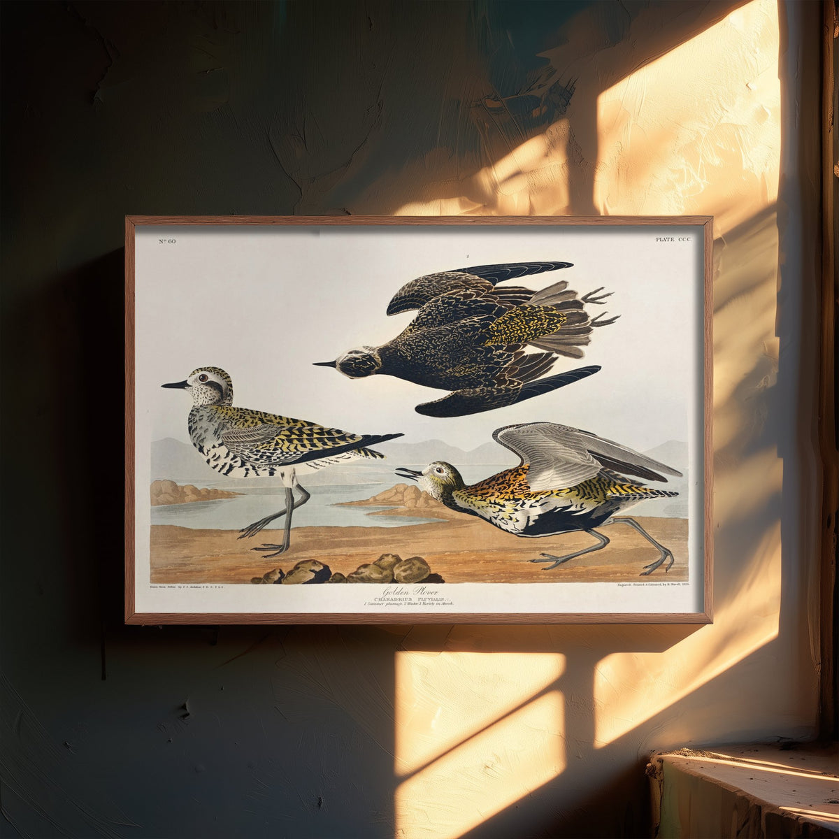 American Golden Plover Art Print - John James Audubon Poster - Birds of America Vintage Illustration