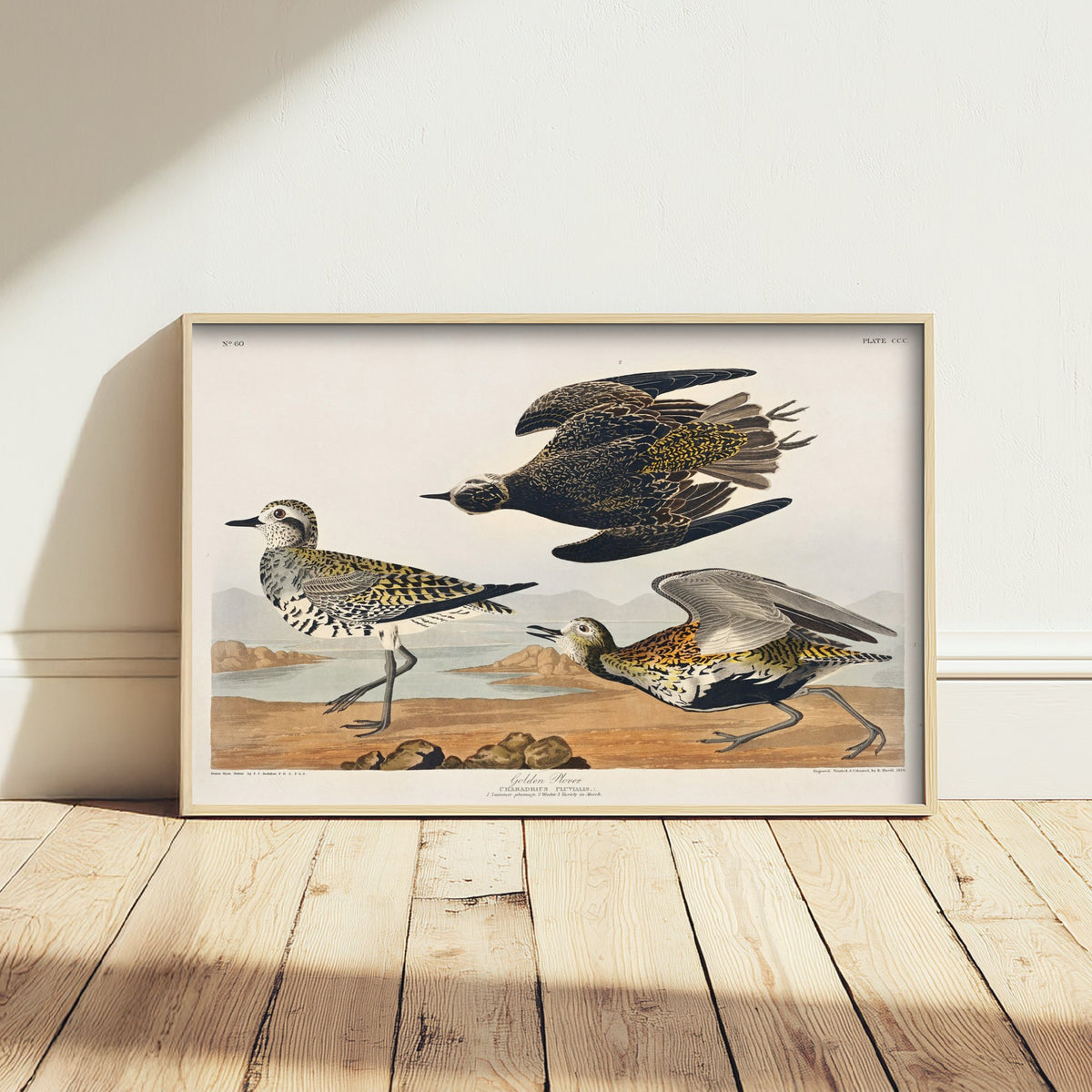 American Golden Plover Art Print - John James Audubon Poster - Birds of America Vintage Illustration