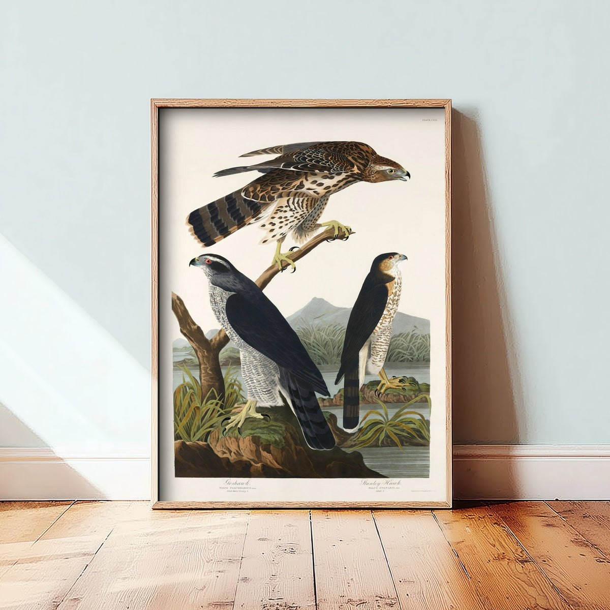 Northern Goshawk Art Print - John James Audubon Poster - Birds of America Vintage Illustration