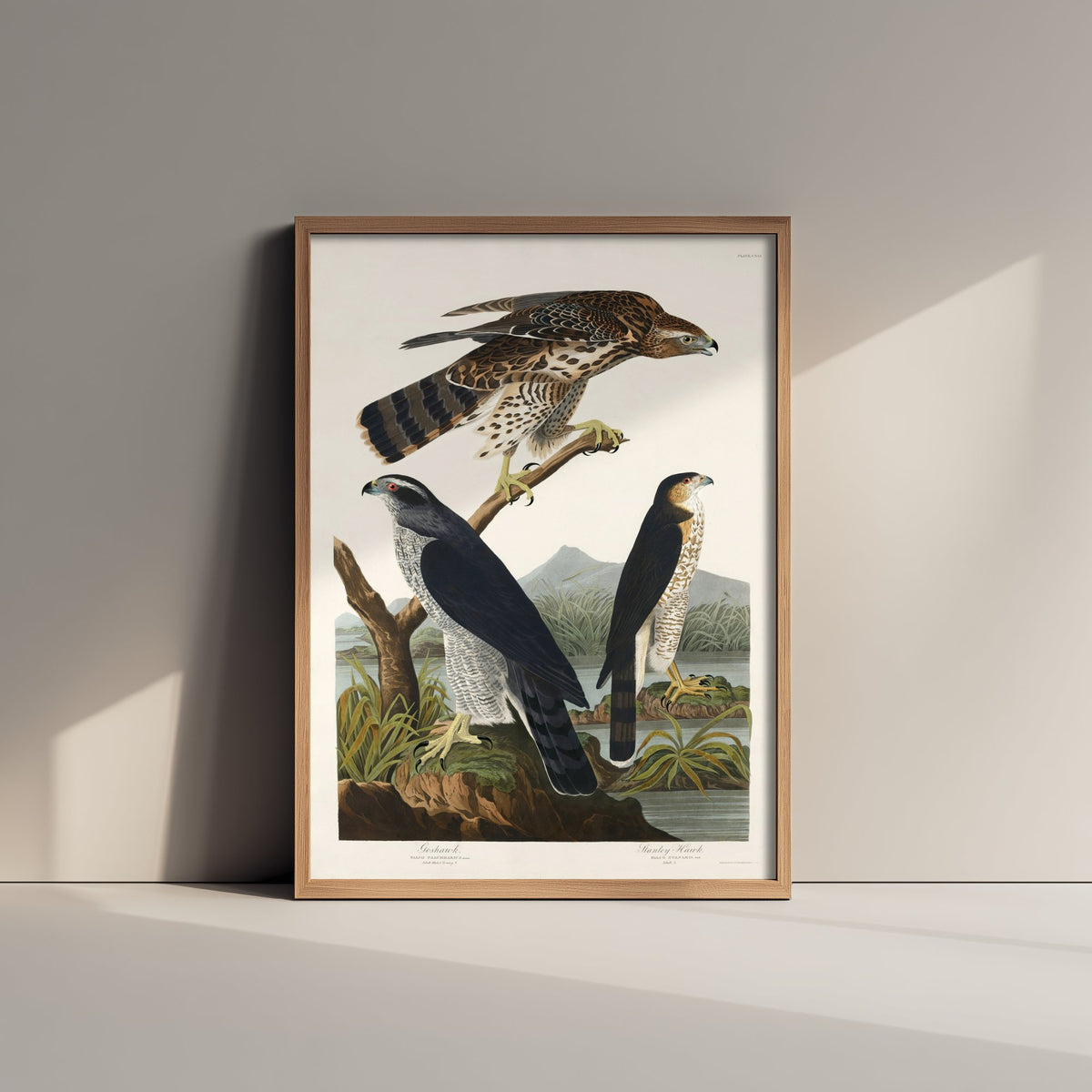 Northern Goshawk Art Print - John James Audubon Poster - Birds of America Vintage Illustration