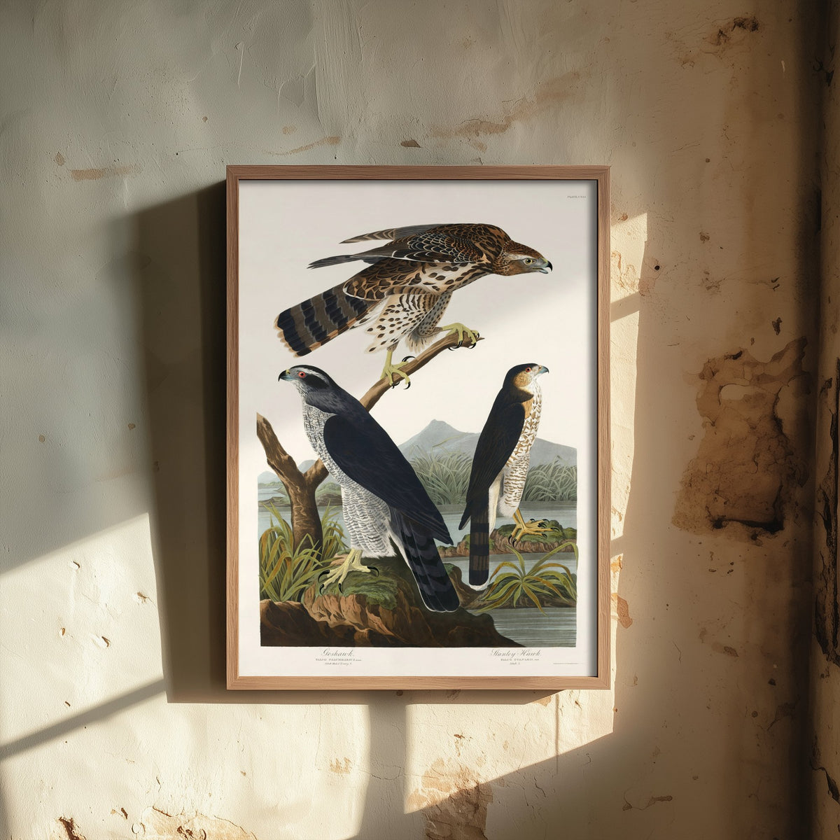Northern Goshawk Art Print - John James Audubon Poster - Birds of America Vintage Illustration