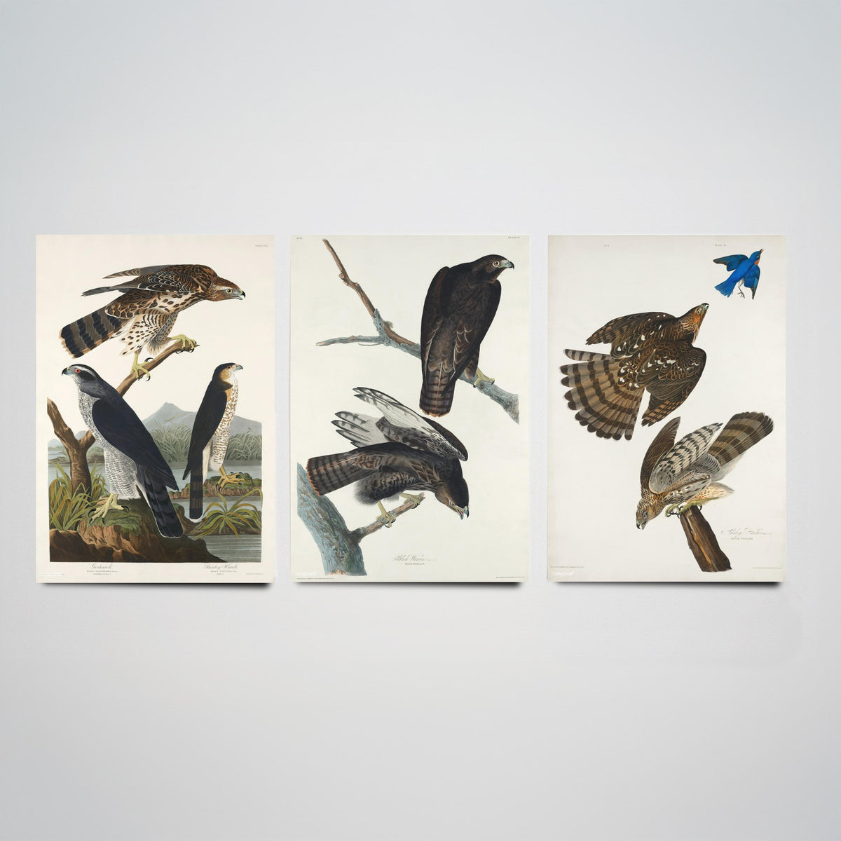 Set of Three John James Audubon Prints - Goshawk Black Warrior and Stanley Hawk - 3 Hawk Paintings Poster Wall Art Illustration