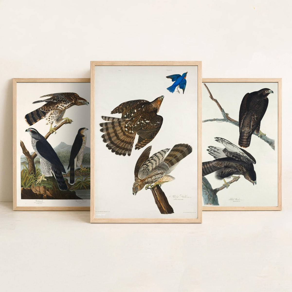 Set of Three John James Audubon Prints - Goshawk Black Warrior and Stanley Hawk - 3 Hawk Paintings Poster Wall Art Illustration