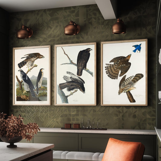 Set of Three John James Audubon Prints - Goshawk Black Warrior and Stanley Hawk - 3 Hawk Paintings Poster Wall Art Illustration