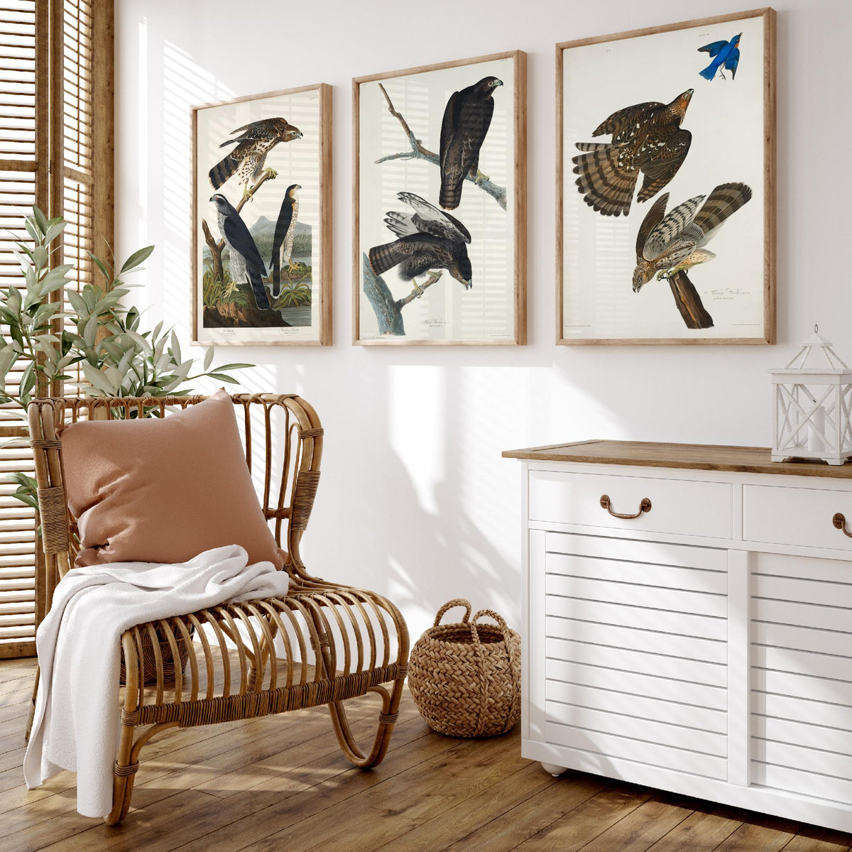 Set of Three John James Audubon Prints - Goshawk Black Warrior and Stanley Hawk - 3 Hawk Paintings Poster Wall Art Illustration