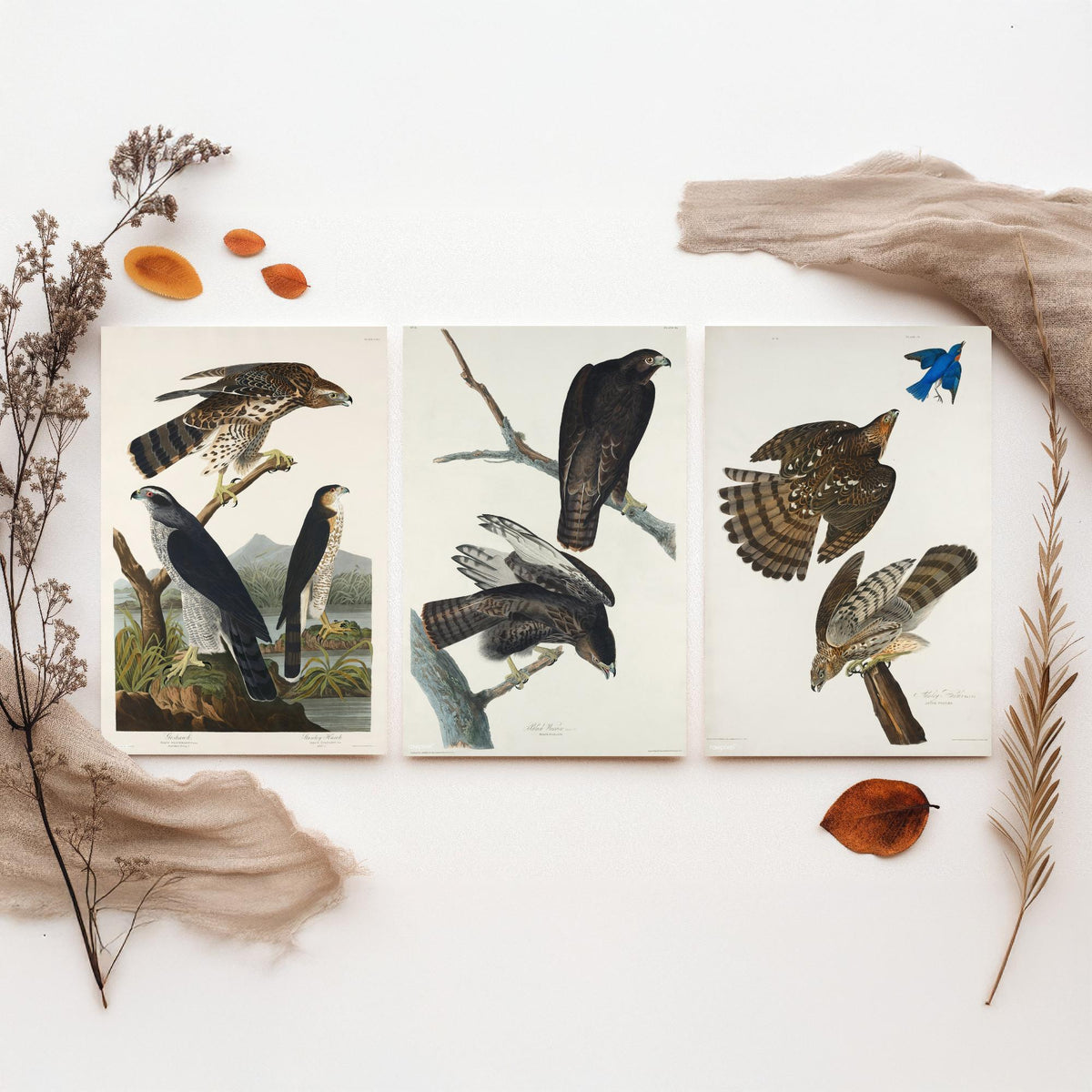 Set of Three John James Audubon Prints - Goshawk Black Warrior and Stanley Hawk - 3 Hawk Paintings Poster Wall Art Illustration