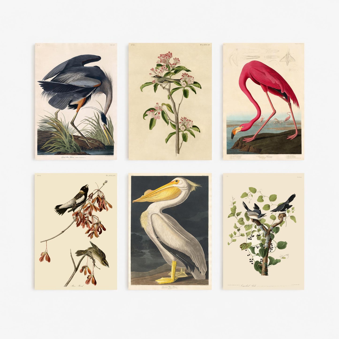 Set of Six John James Audubon Art Prints - 6 Classic Bird Paintings - Great Blue Heron, American Flamingo, White Pelican, Rice Bird Poster