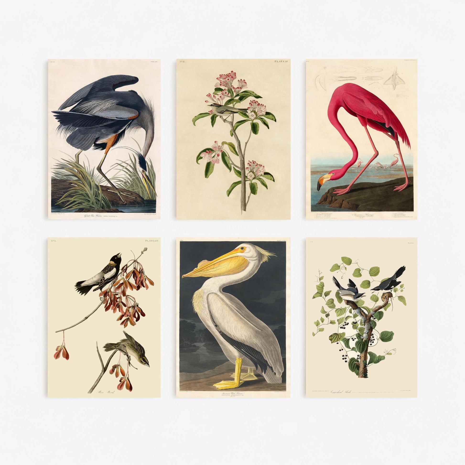 Set of Six John James Audubon Art Prints - 6 Classic Bird Paintings - Great Blue Heron, American Flamingo, White Pelican, Rice Bird Poster