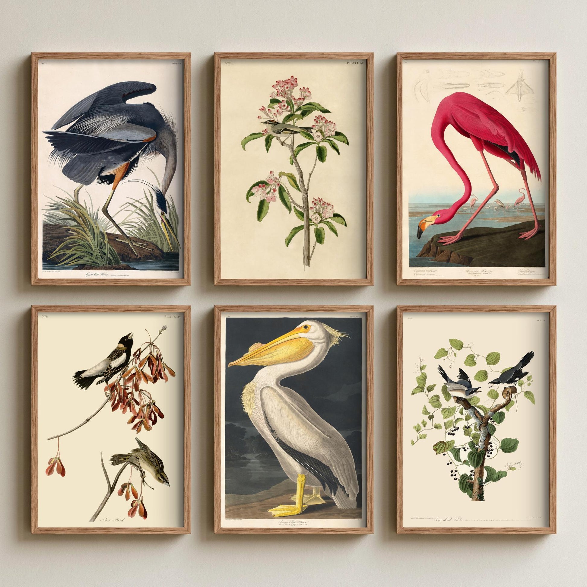 Set of Six John James Audubon Art Prints - 6 Classic Bird Paintings - Great Blue Heron, American Flamingo, White Pelican, Rice Bird Poster