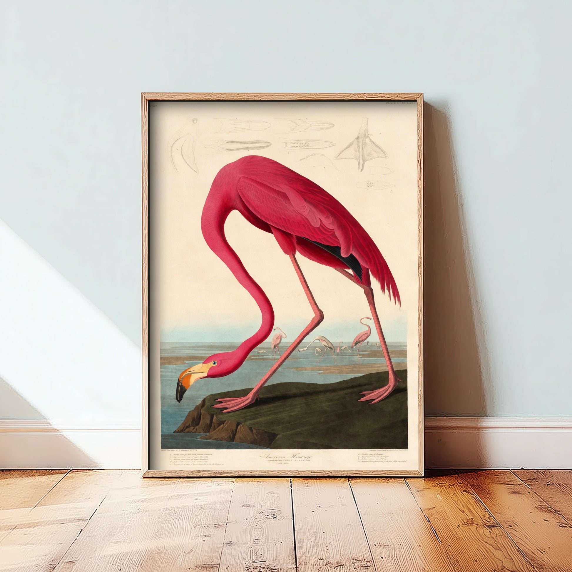 John James Audubon - American Flamingo - Birds of America Art Print Poster - Classic Painting 2/3