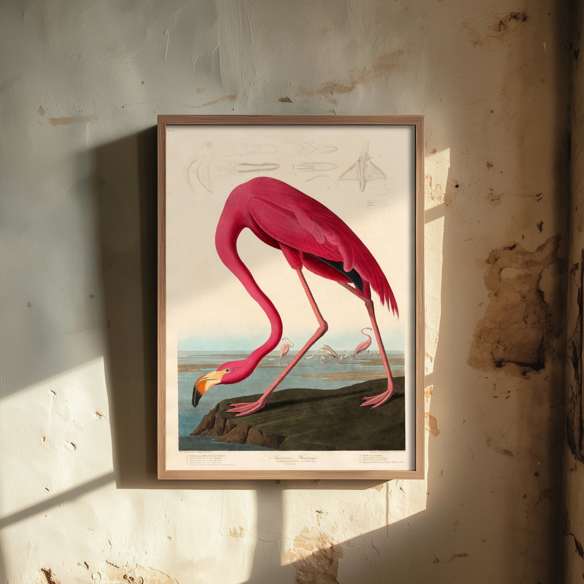 John James Audubon - American Flamingo - Birds of America Art Print Poster - Classic Painting 2/3