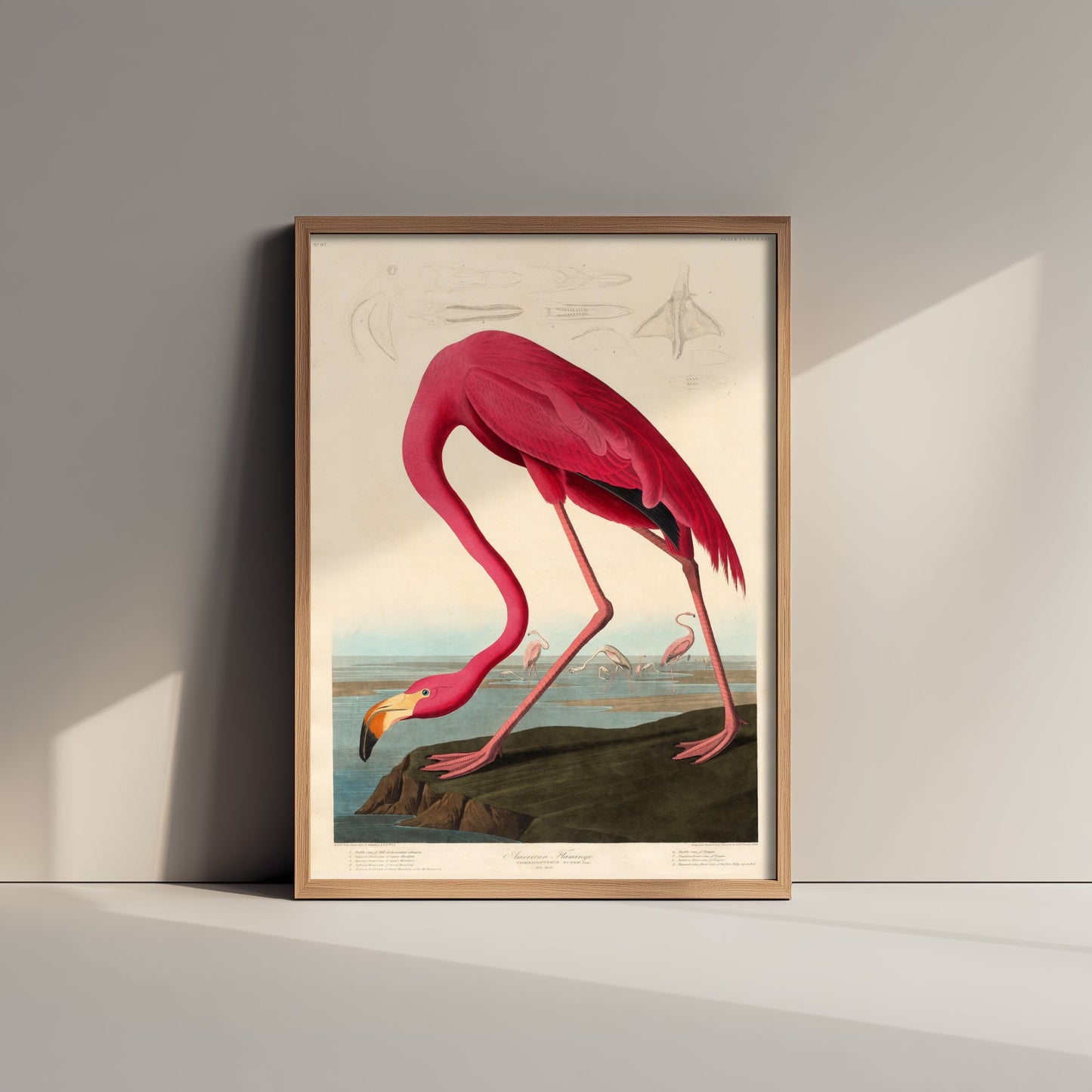 John James Audubon - American Flamingo - Birds of America Art Print Poster - Classic Painting 2/3